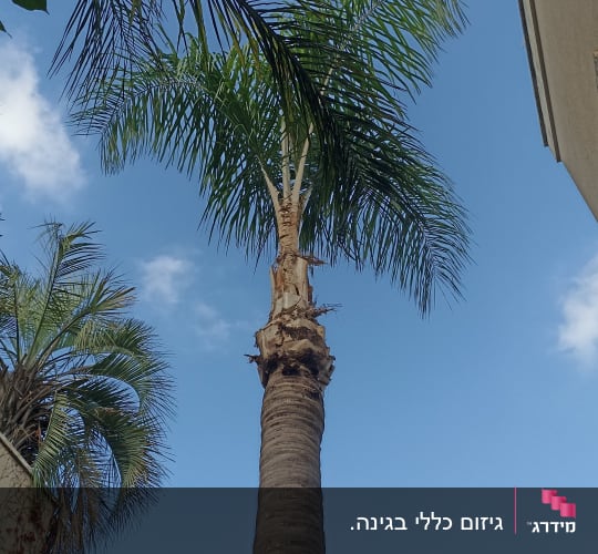 עץ דקל גזום עם ענפים ירוקים